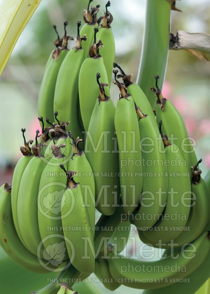 Musa Dwarf Namwa (Dwarf Banana tree) 6 