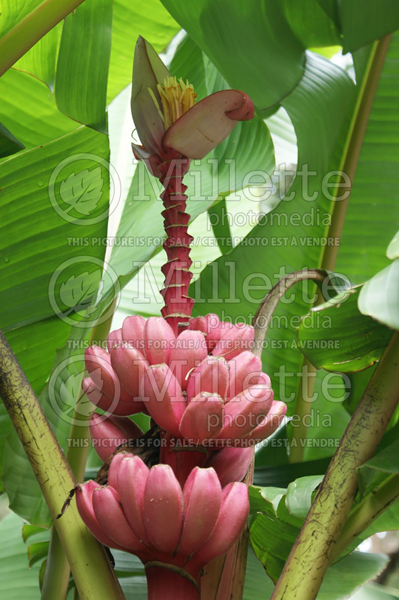 Musa velutina (Pink Velvet Banana) 1 