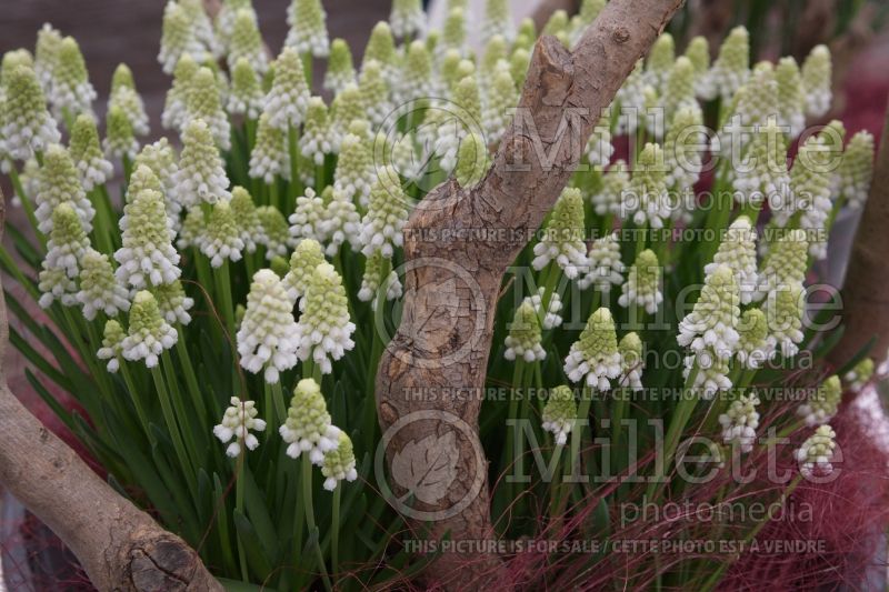 Muscari Siberian Tiger (Muscari) 1 