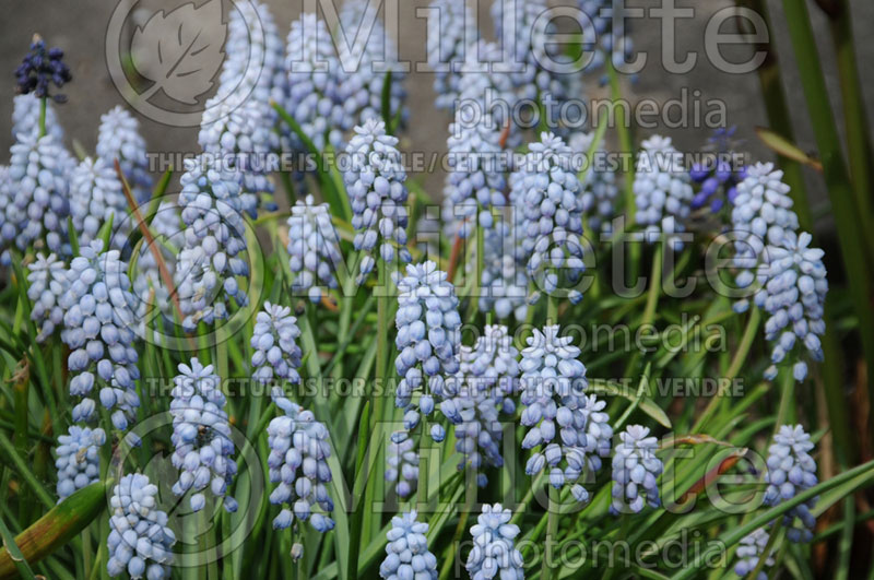 Muscari Valerie Finnis (Muscari) 1 