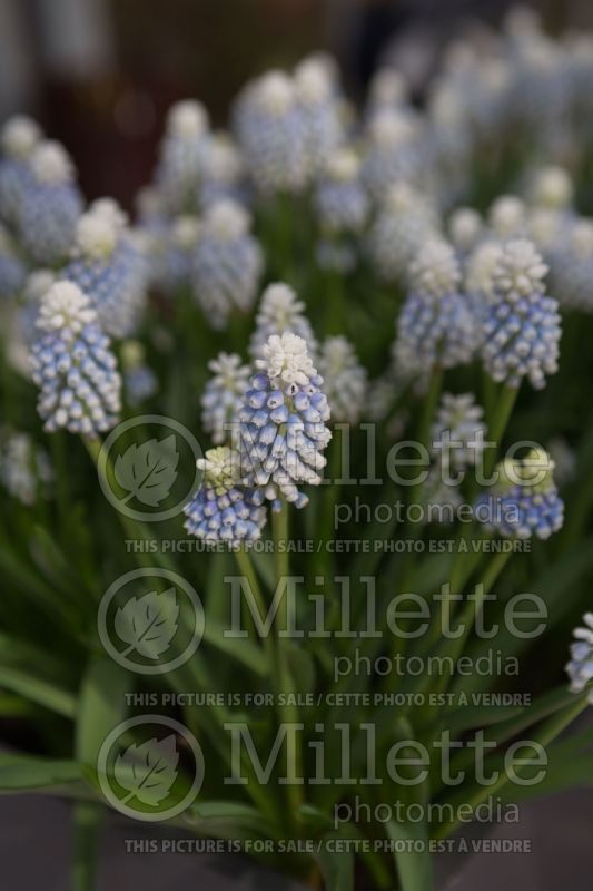 Muscari Mountain Lady (Muscari) 1 