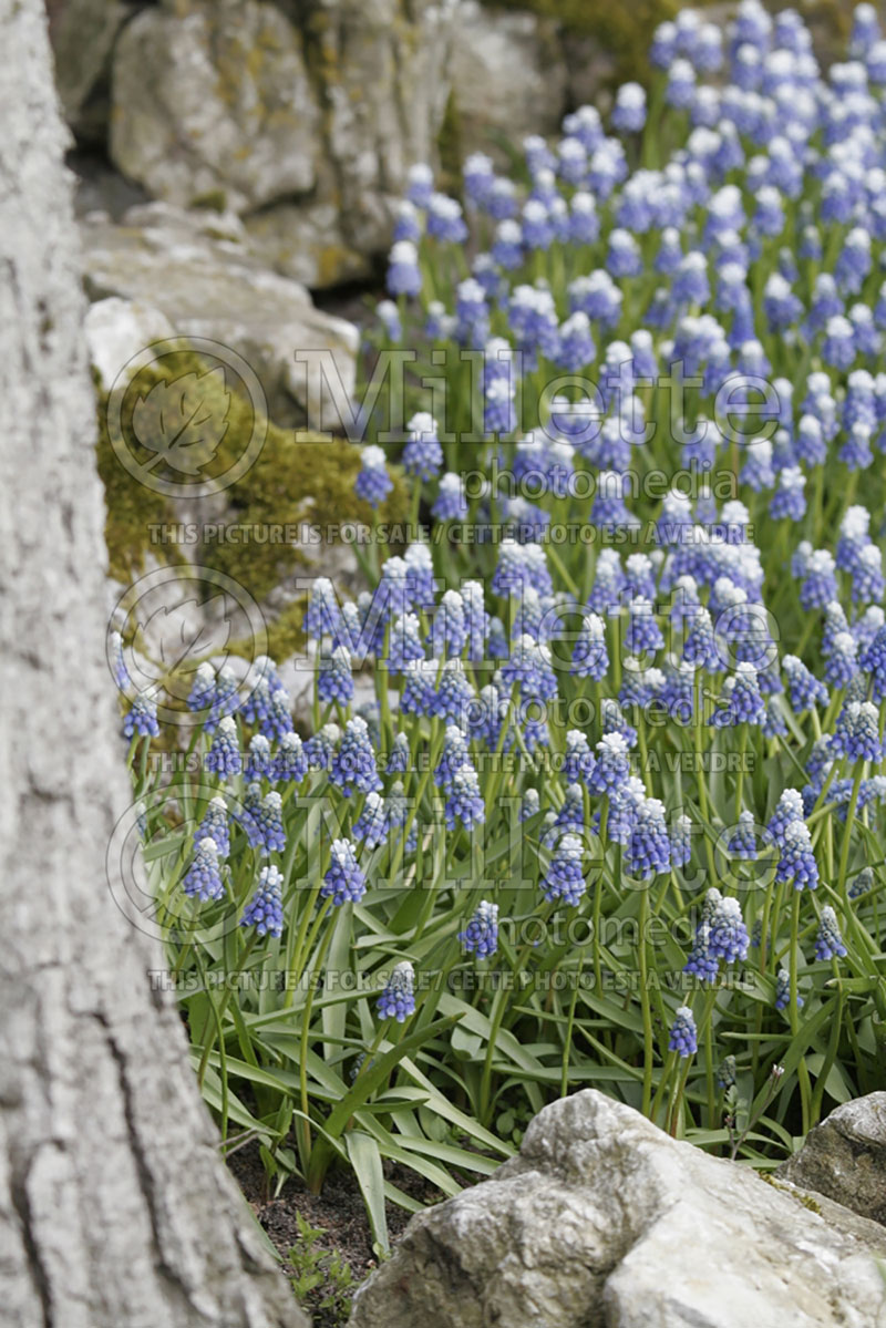 Muscari Mount Hood (Muscari) 1 