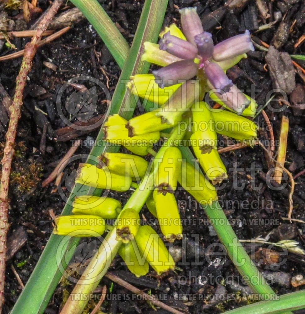 Muscari Yellow Fragrance (Muscari) 1 