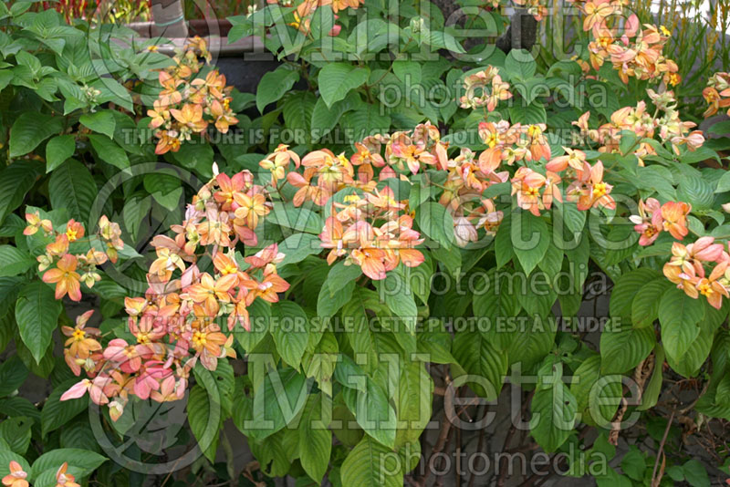 Mussaenda Marmalade (Mussaenda) 1 