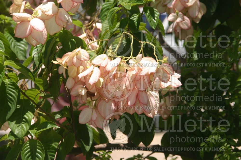 Mussaenda Queen Sirikit (Lady Flower, pink-flowering summer poinsettia) 1