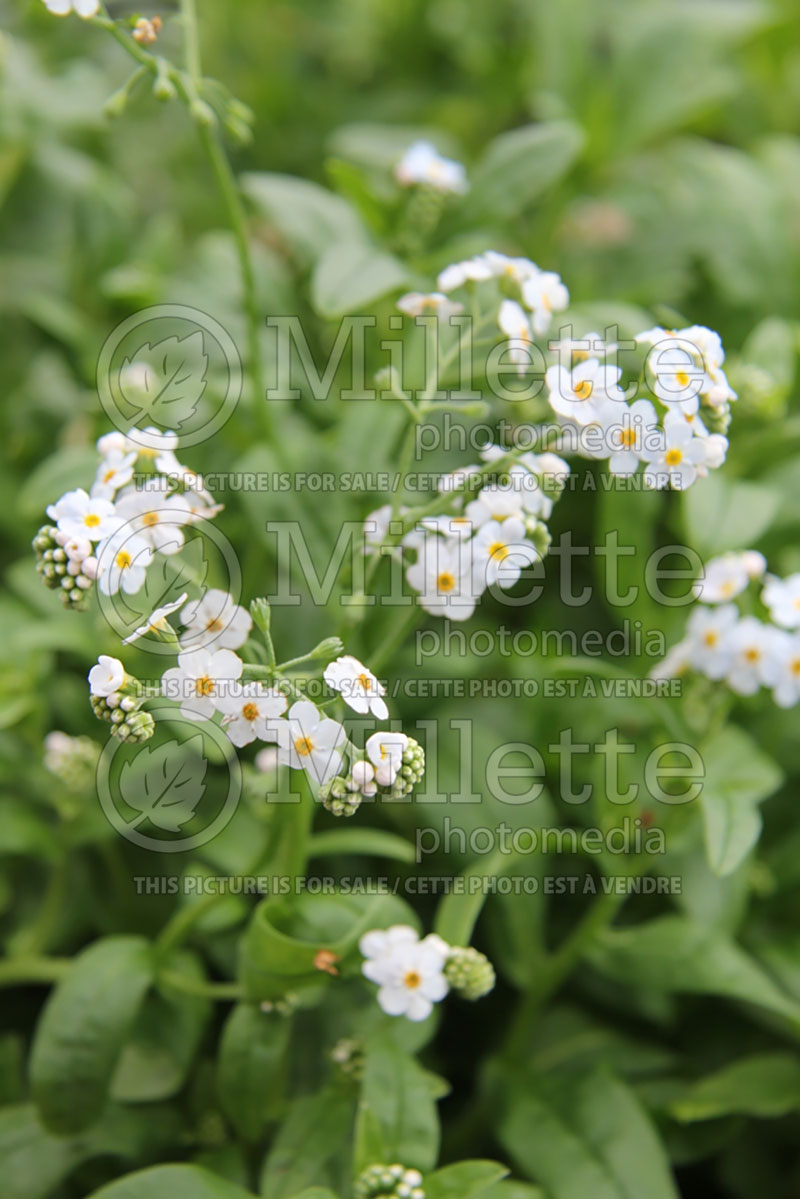 Myosotis laxiflore (Forget-Me-Not) 2 