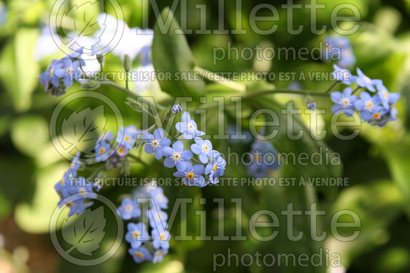 Myosotis Blue Bird (Forget-Me-Not) 1 