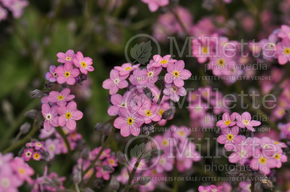 Myosotis Rosylva (Forget-Me-Not) 1 