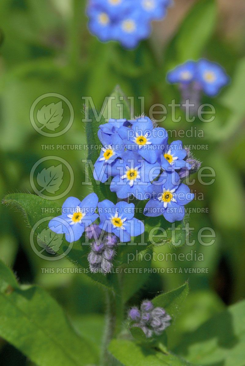 Myosotis Victoria Indigo Blue (Forget-Me-Not)  3