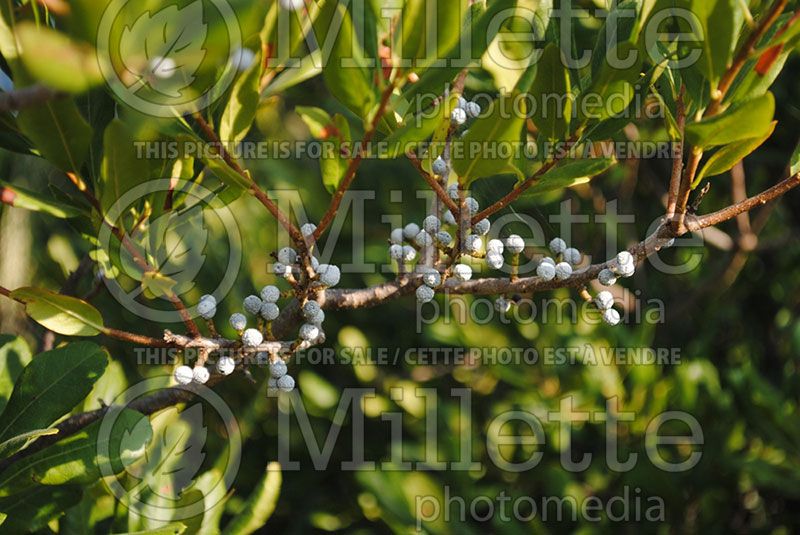 Myrica pennsylvanica (Northern Bayberry) 3