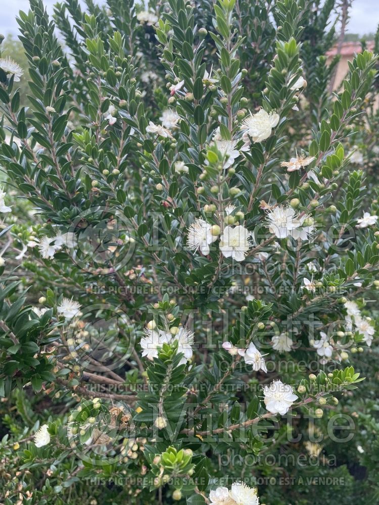 Myrtus communis (Common Myrtle) 1