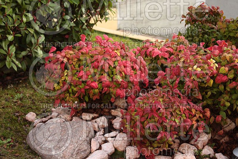 Nandina Fire Power aka Firepower (Heavenly Bamboo)  2