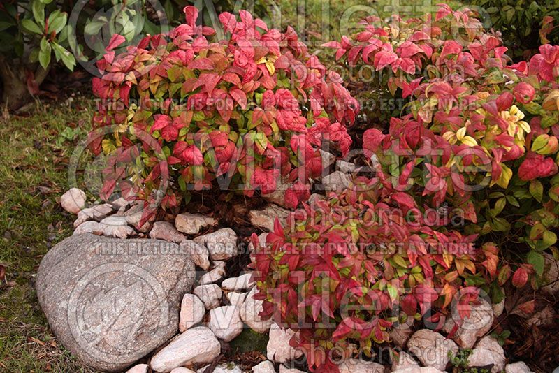 Nandina fire power aka firepower (Heavenly Bamboo)  1