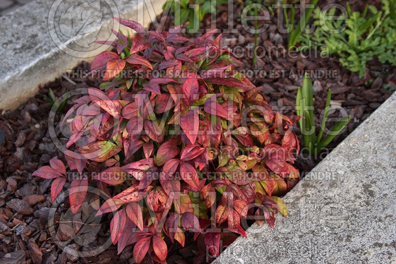 Nandina fire power aka firepower (Heavenly Bamboo)  3