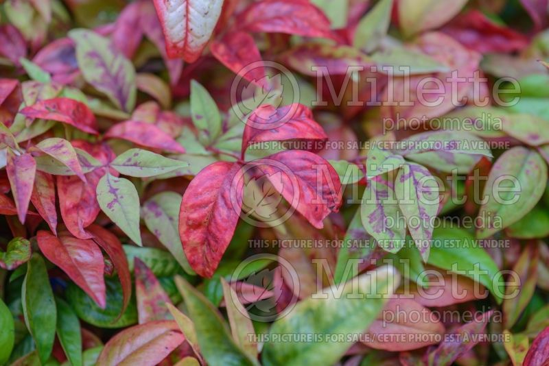 Nandina Fire Power aka Firepower (Heavenly bamboo) 7 