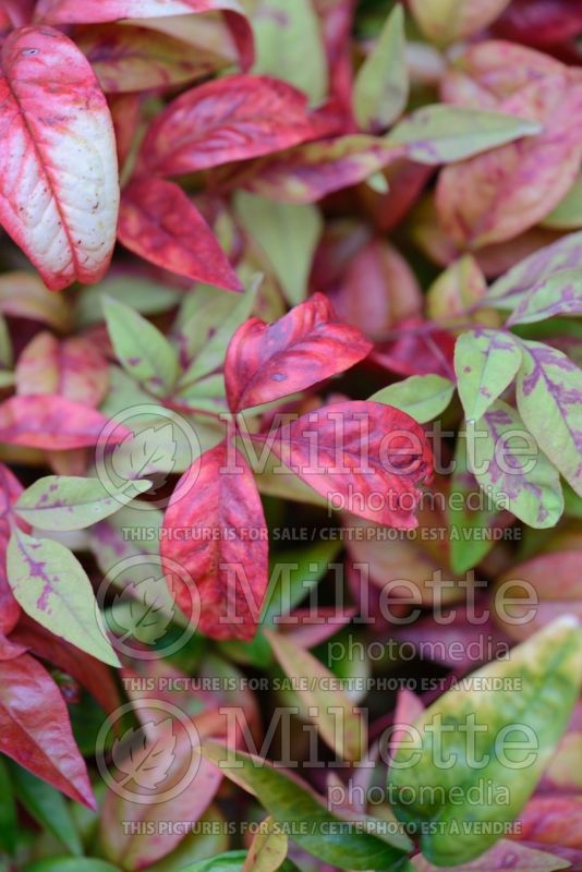 Nandina Fire Power aka Firepower (Heavenly bamboo) 8 