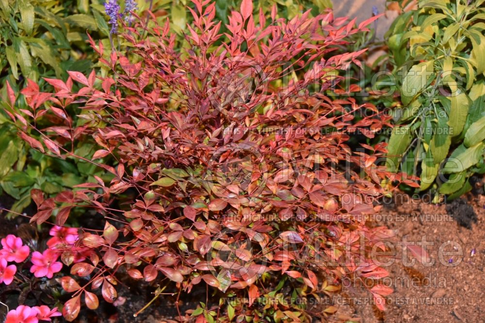 Nandina Gulf Stream (Heavenly bamboo) 2 