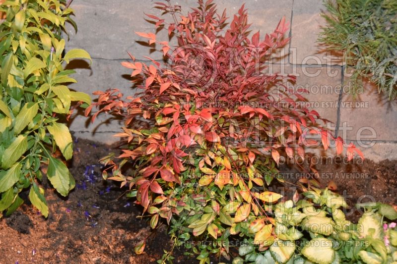 Nandina Gulf Stream (Heavenly bamboo) 1 