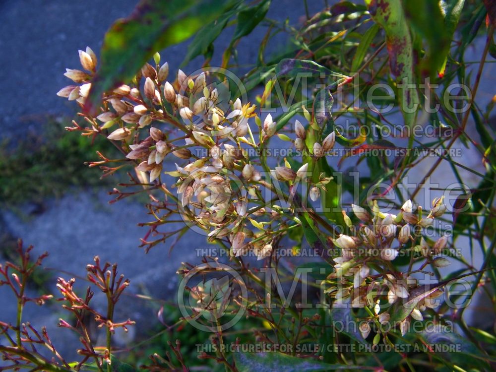 Nandina Gulf Stream (Heavenly bamboo) 4 