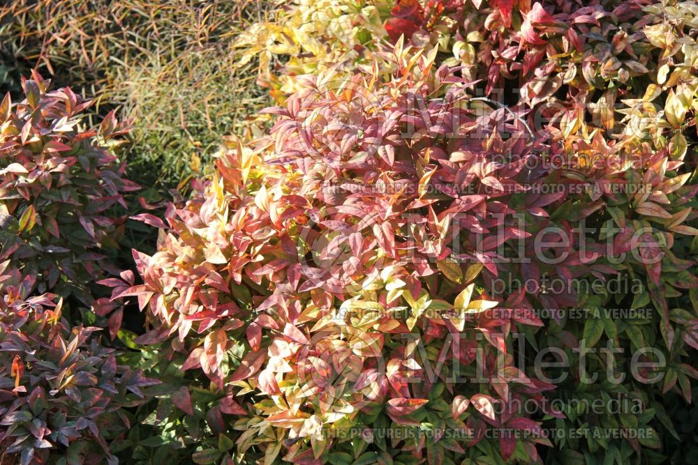 Nandina Wood's Dwarf (Heavenly bamboo) 2 