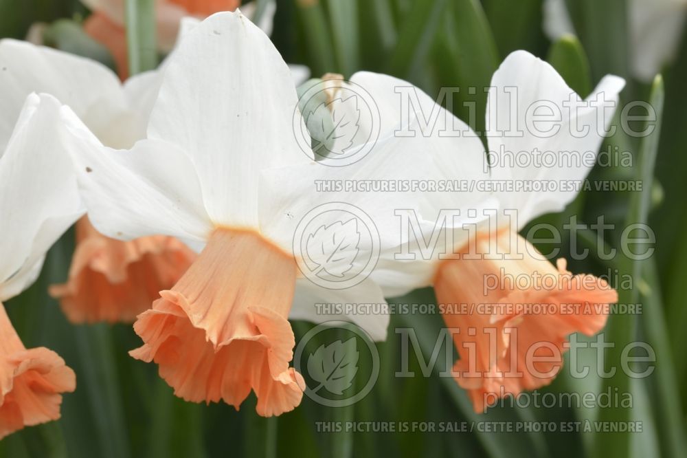 Narcissus Charming Lady (Daffodil) 2