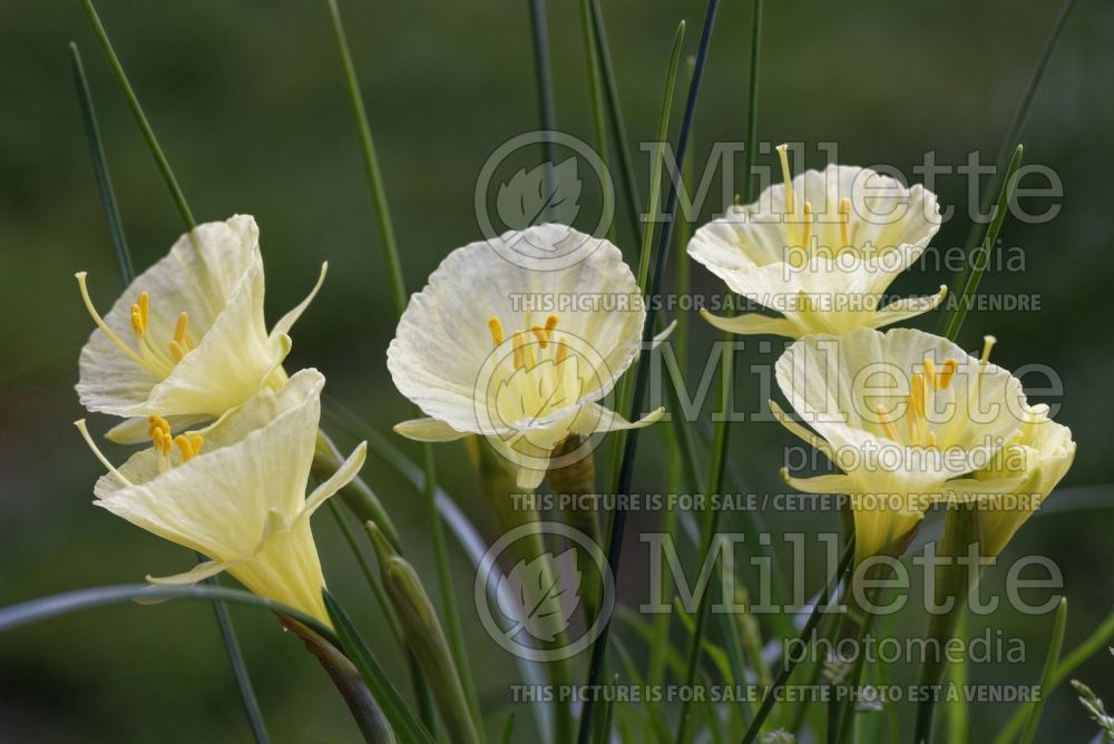 Narcissus Julia Jane (Daffodil) 1  