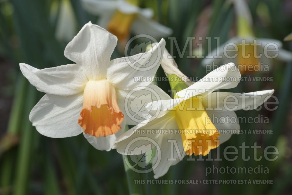 Narcissus Kaydee (Daffodil) 1  