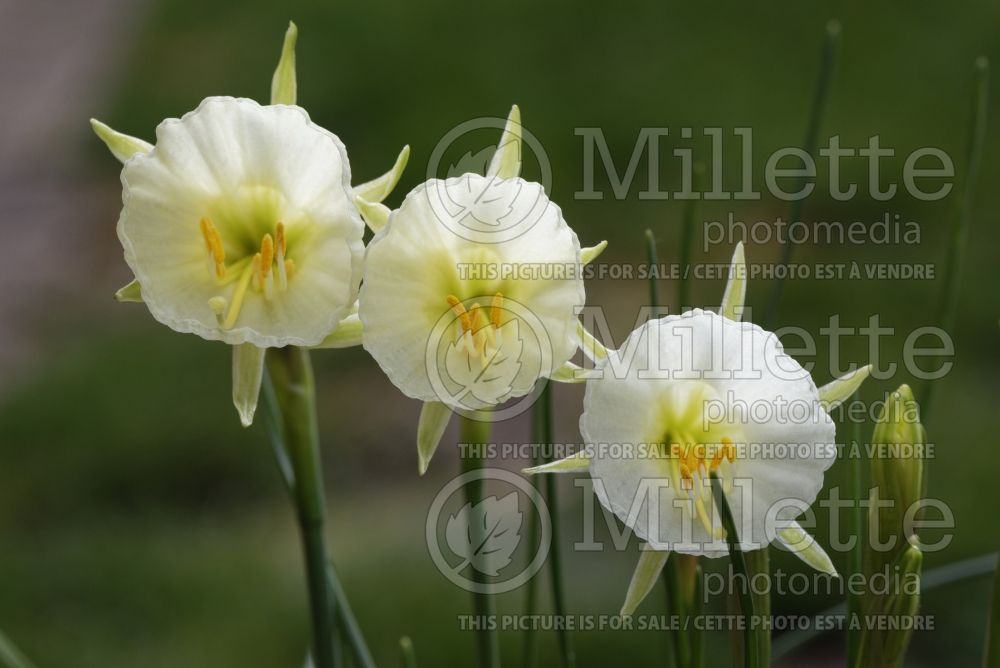 Narcissus Mary Poppins (Daffodil) 1 