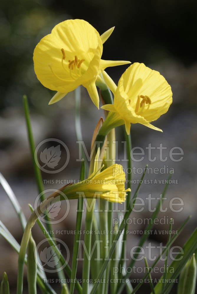 Narcissus Oxford Gold (Daffodil) 1 
