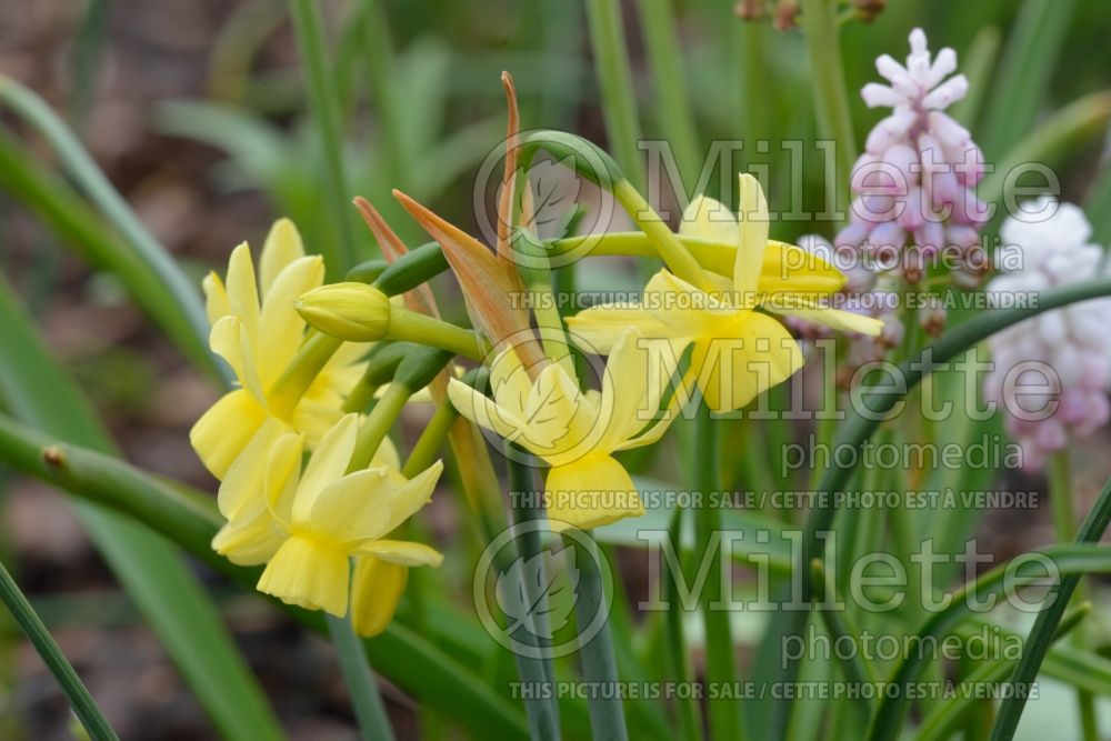 Narcissus Angel’s Whisper (Daffodil) 1  