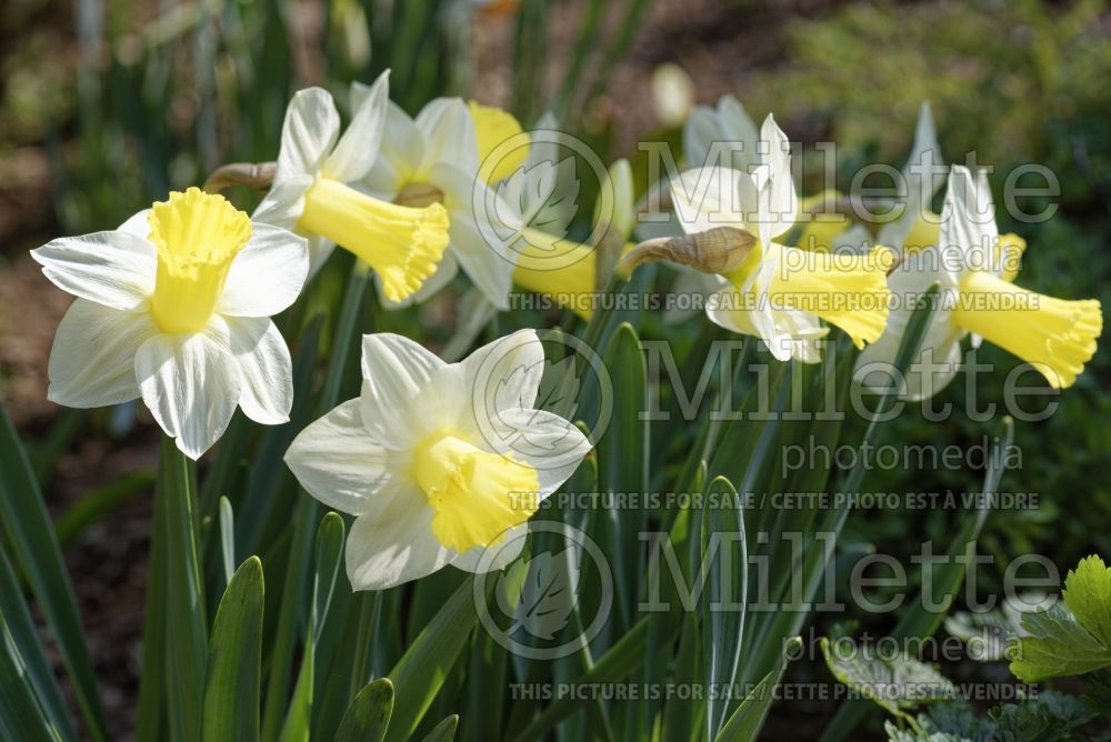 Narcissus Ara (Daffodil) 1  