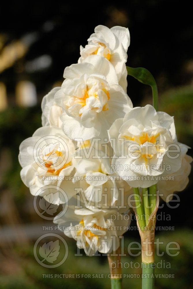 Narcissus Bridal Crown (Daffodil) 1  