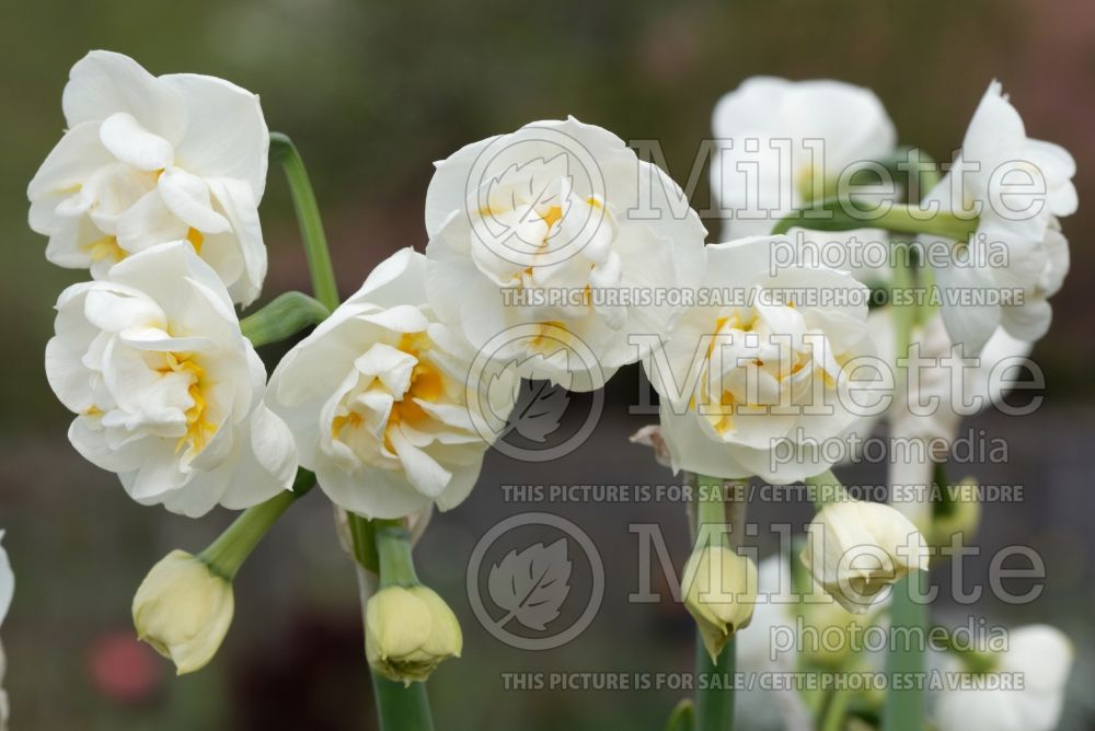 Narcissus Bridal Crown (Daffodil) 2  