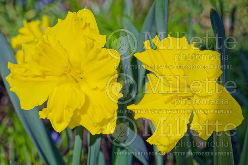 Narcissus Casanova (Daffodil) 1  