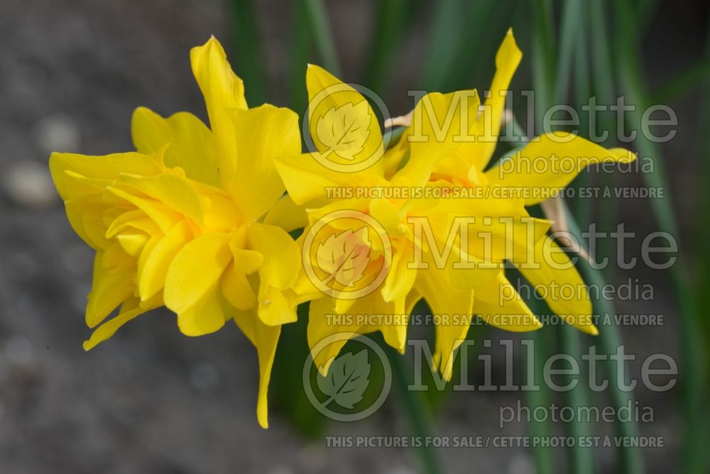 Narcissus Eystettensis (Daffodil) 1  