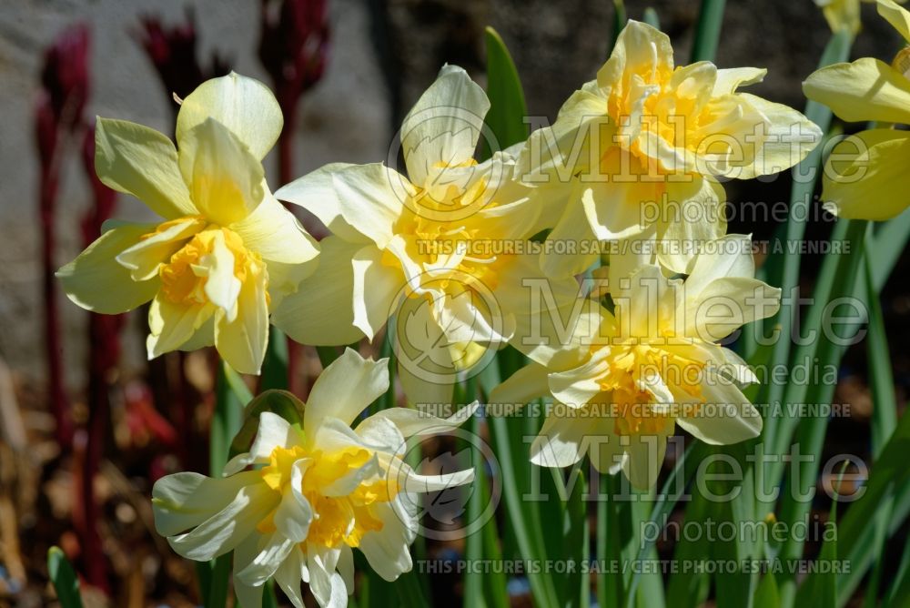 Narcissus Glowing Phoenix (Daffodil) 1  