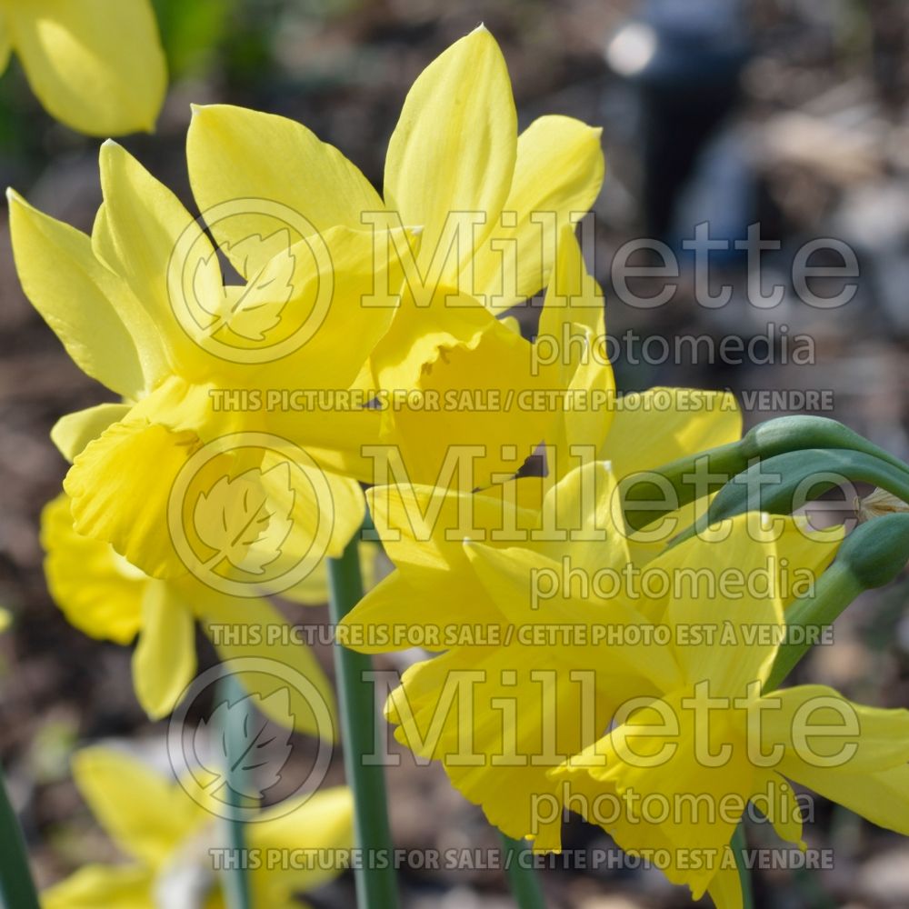 Narcissus Harmony Bells (Daffodil) 1  