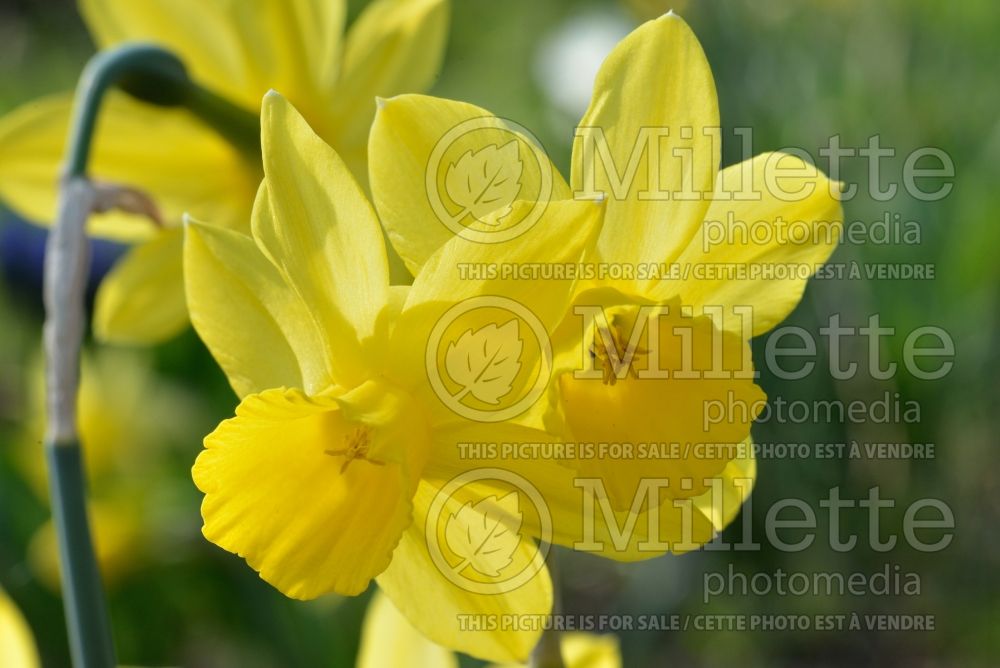 Narcissus Harmony Bells (Daffodil) 2  