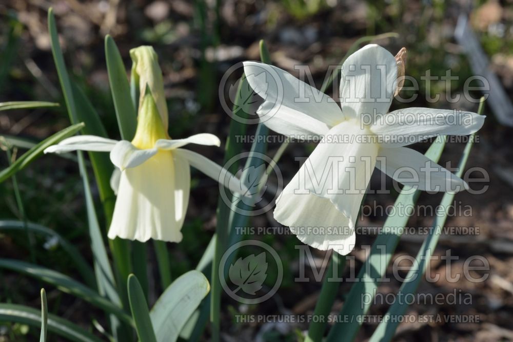Narcissus Horn of Plenty (Daffodil) 1  