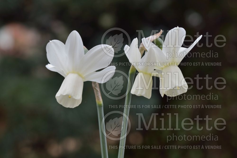 Narcissus Ice Wings (Daffodil) 1  