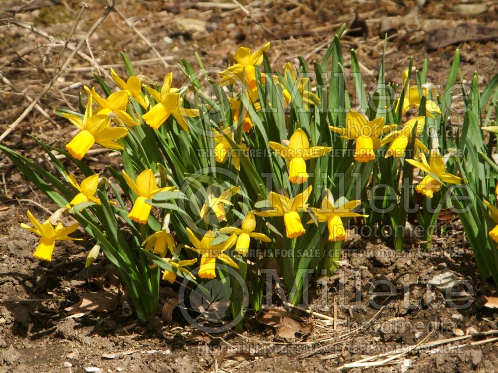 Narcissus Jetfire or Jet Fire (Daffodil) 9