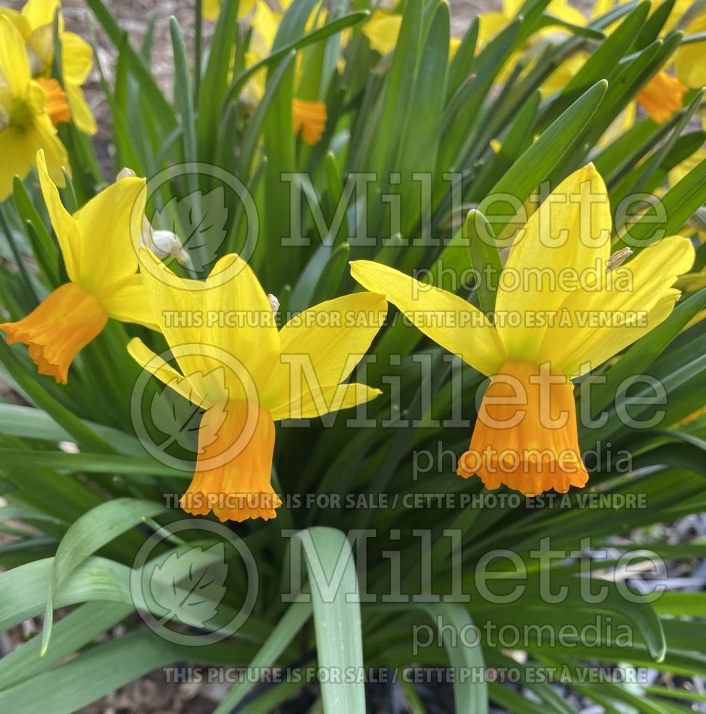 Narcissus Jetfire or Jet Fire (Daffodil) 11