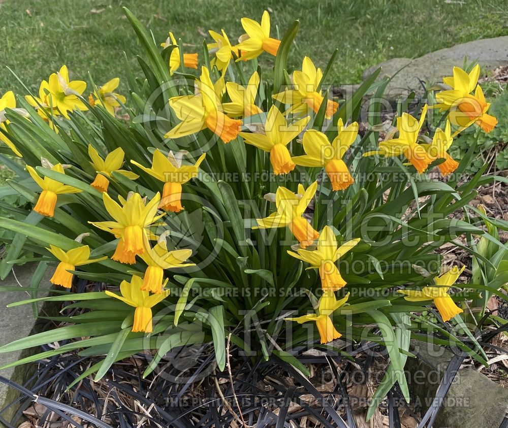 Narcissus Jetfire or Jet Fire (Daffodil) 10