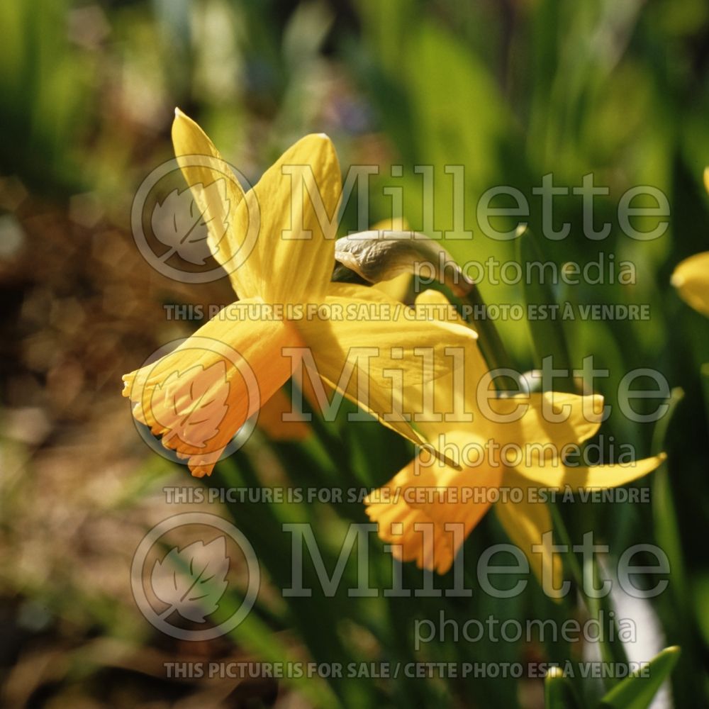 Narcissus Jetfire or Jet Fire (Daffodil) 7 