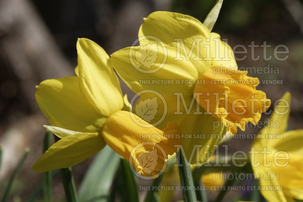 Narcissus Jetfire or Jet Fire (Daffodil) 8 