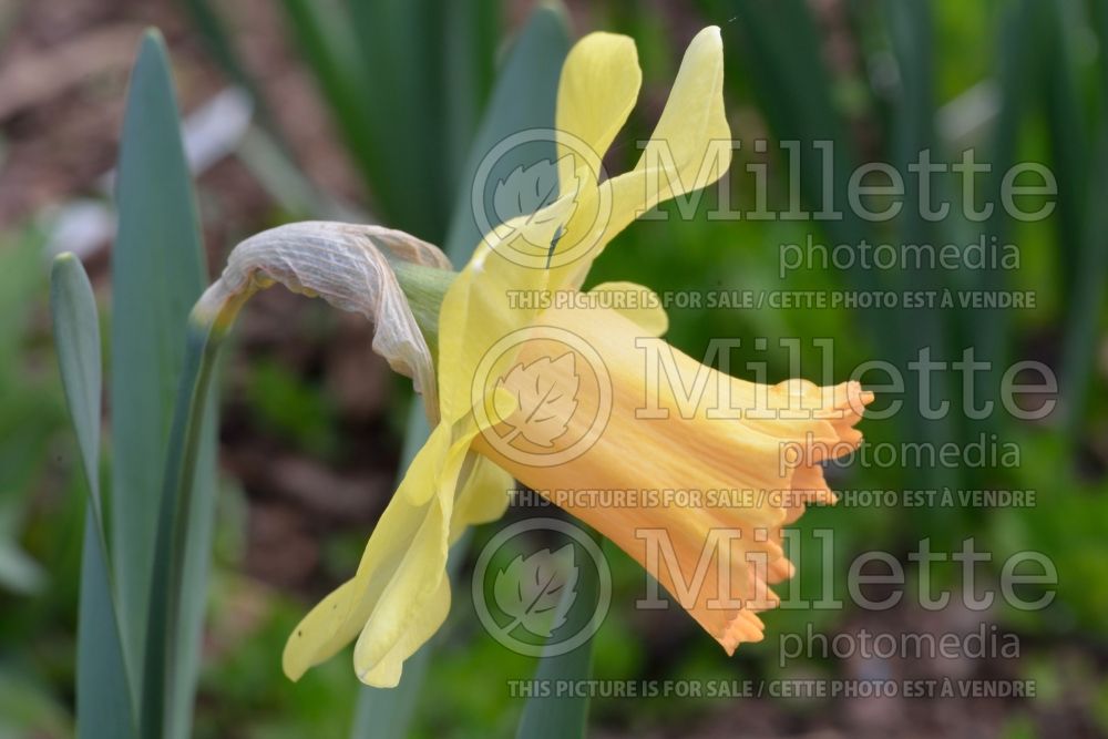 Narcissus Oregon Pioneer (Daffodil) 1 