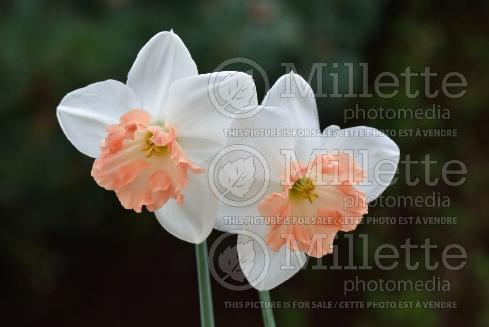 Narcissus Precocious (Daffodil) 1 