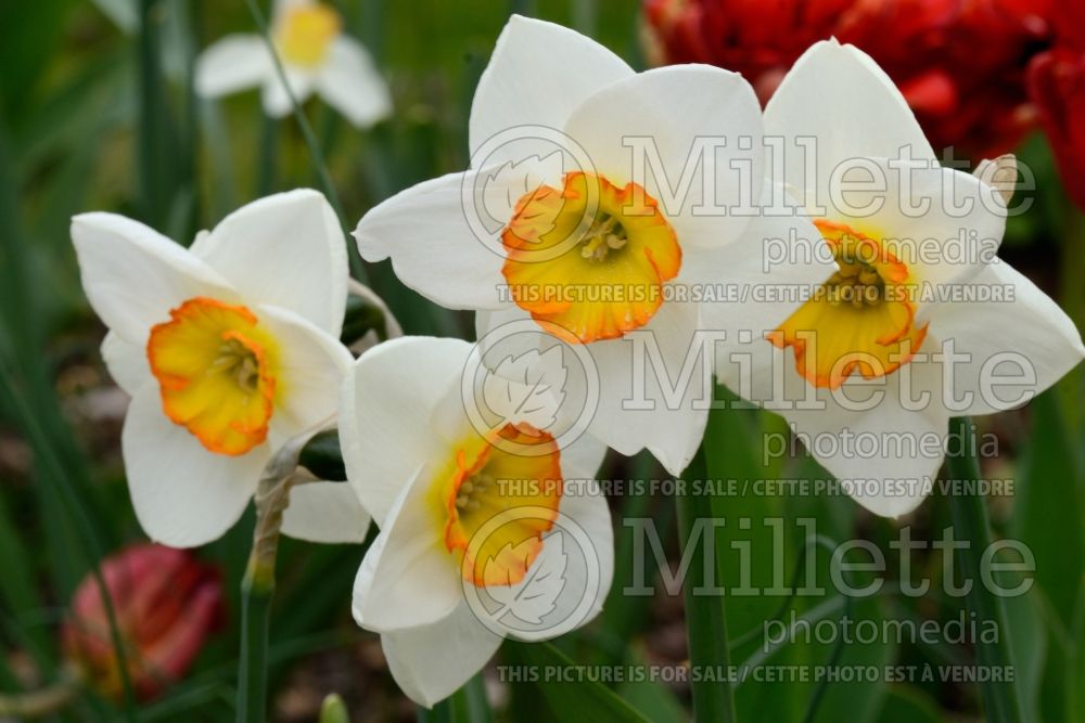 Narcissus Ringleader (Daffodil) 1 