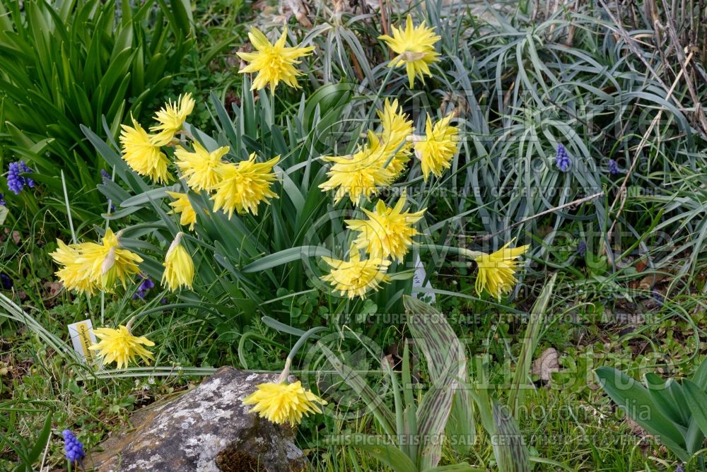 Narcissus Rip Van Winkle (Daffodil) 3  