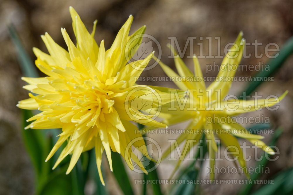 Narcissus Rip Van Winkle (Daffodil) 4  